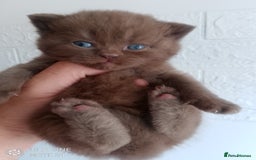 British Shorthair cats for sale: Cinnamon & Chocolate Teddy bear BSH - Image 9