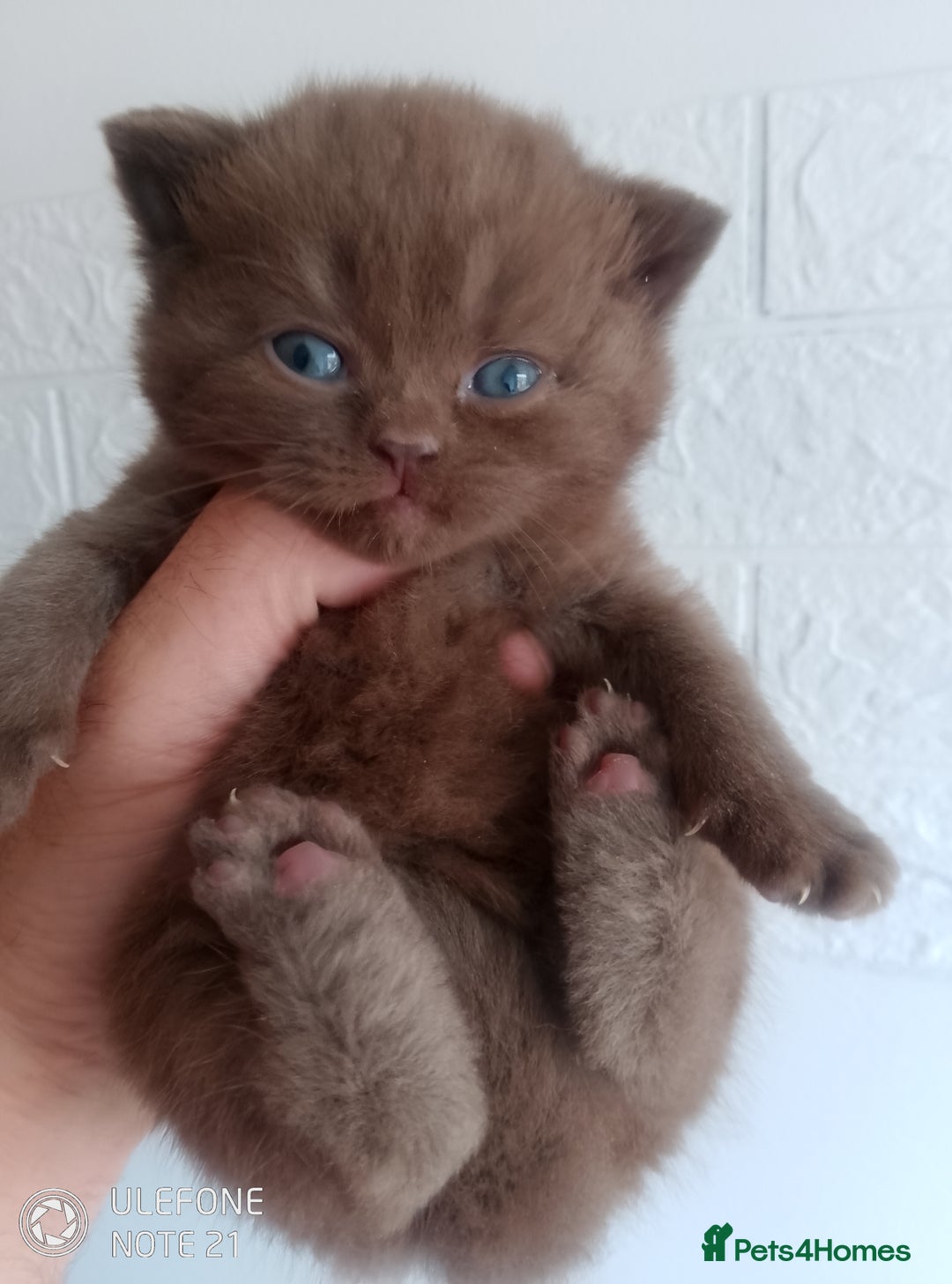 British Shorthair cats for sale: Cinnamon & Chocolate Teddy bear BSH - Image 9