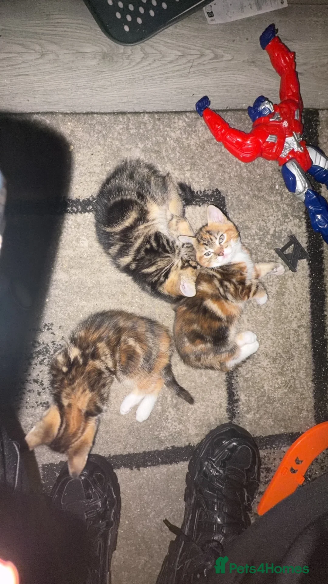 Mixed Breed cats for sale: 3 kittens mixed colours orange, black, white  in Manchester - Advert 1