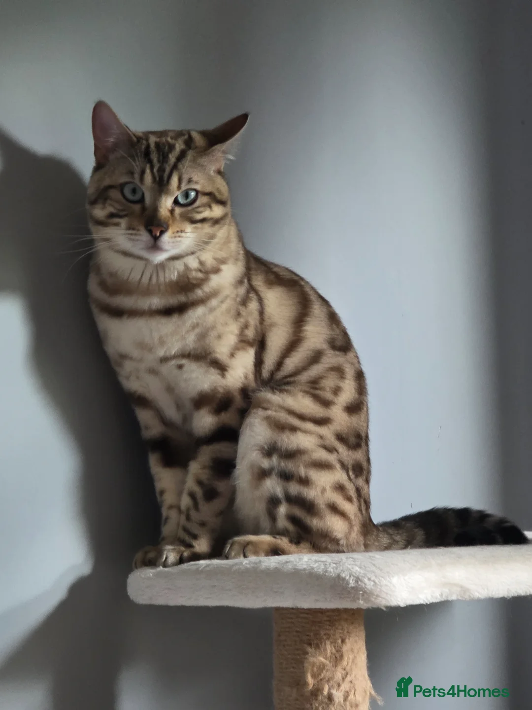 Bengal cats for sale: Bengal - Advert 2