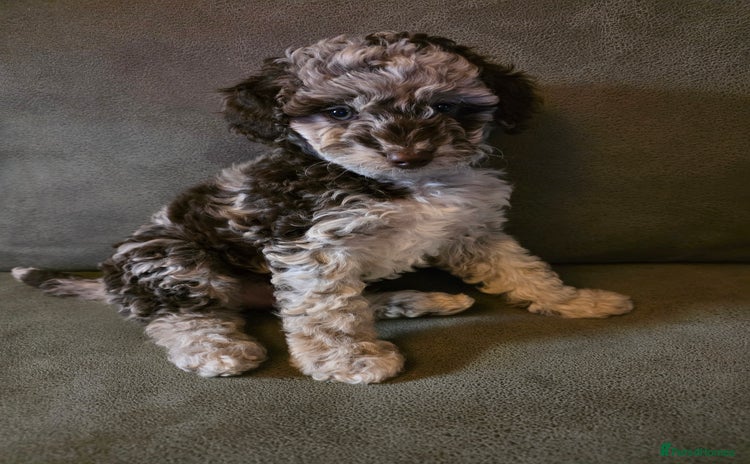 Cockapoo dogs - Advert 15