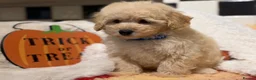 Poochon dogs for sale: Stunning litter of poochons ready now - Advert 7