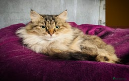 Siberian cats for sale: 4 1/2 year old Retired Queen - Image 1