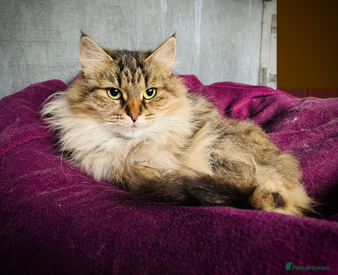 Siberian cats for sale: 4 1/2 year old Retired Queen - Image 1