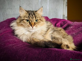 Siberian cats - Advert 18