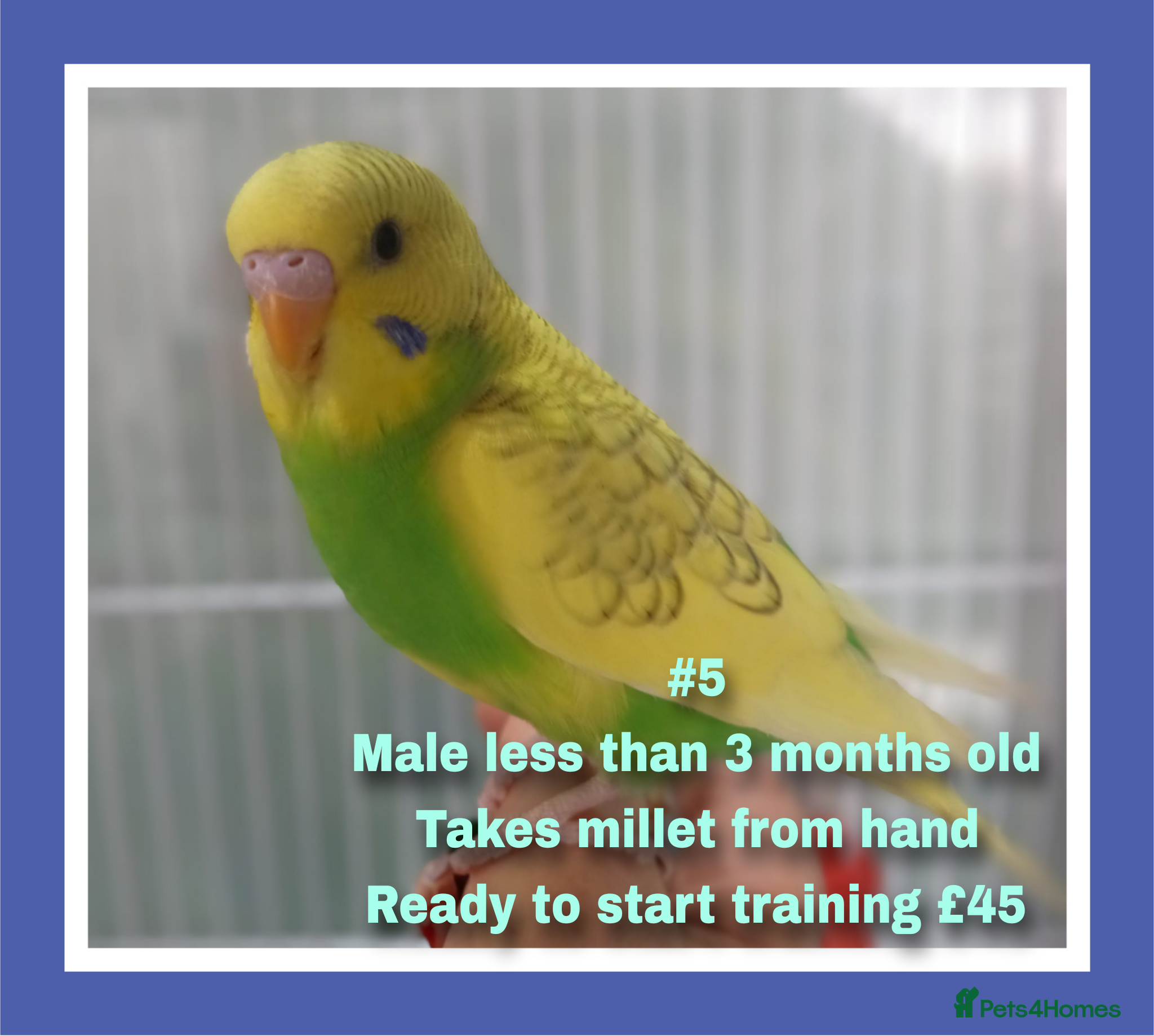 Budgerigars birds Well handled baby budgies priced from £30. - Advert 2