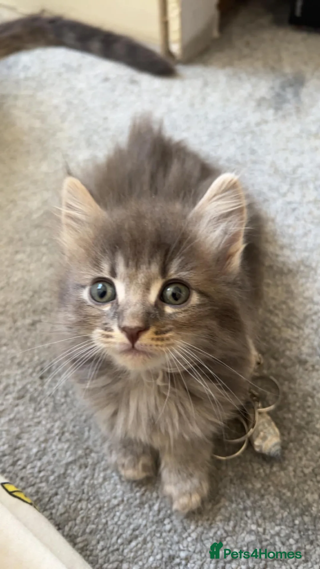 Mixed Breed cats for sale: British Shorthair mix in Leicester - Advert 2