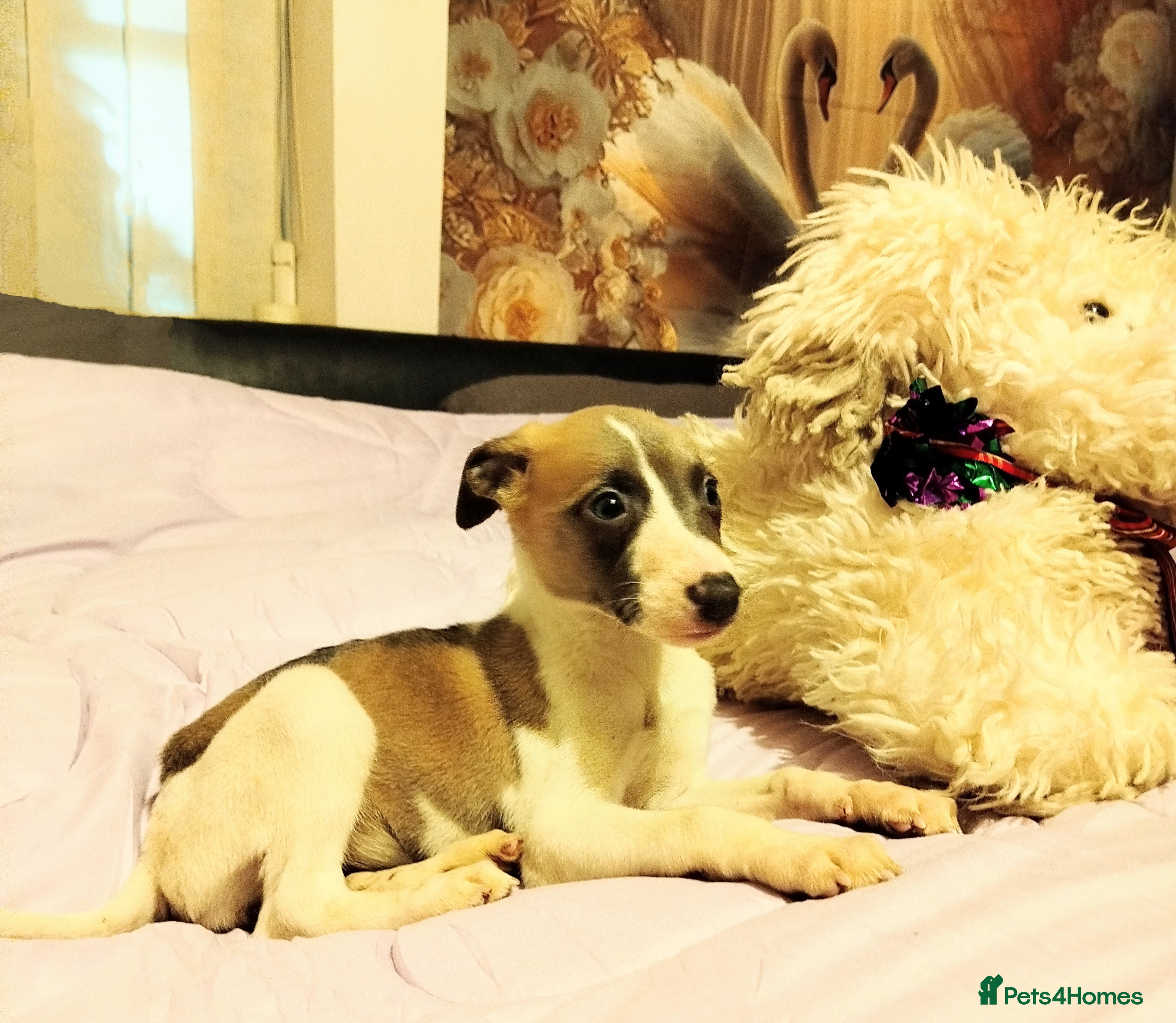 Whippet dogs KC Registered Whippet Puppies - Advert 5