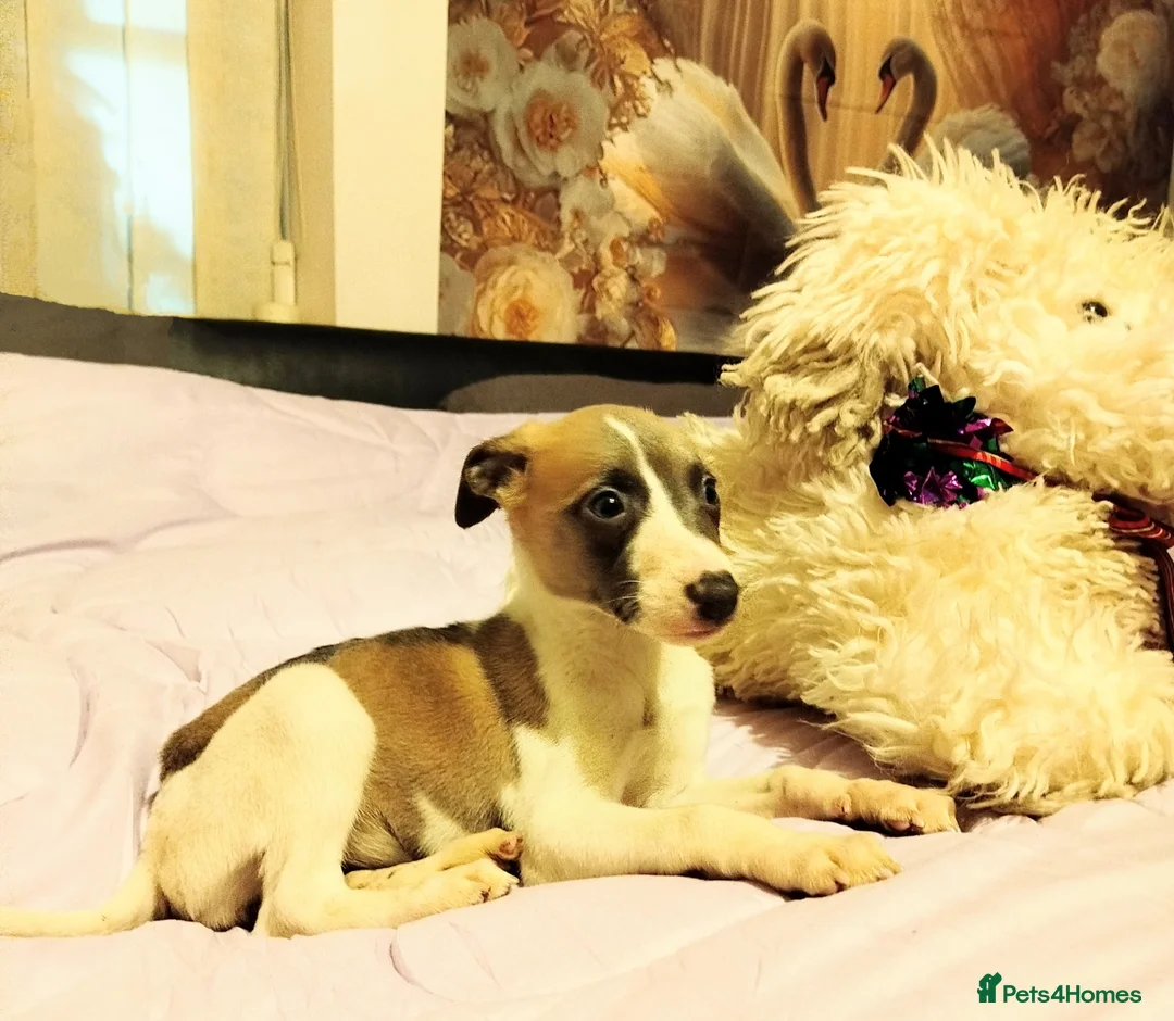 Whippet dogs for sale: KC Registered Whippet Puppies - Advert 1