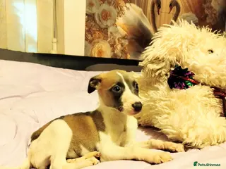 Whippet dogs KC Registered Whippet Puppies - Advert 5