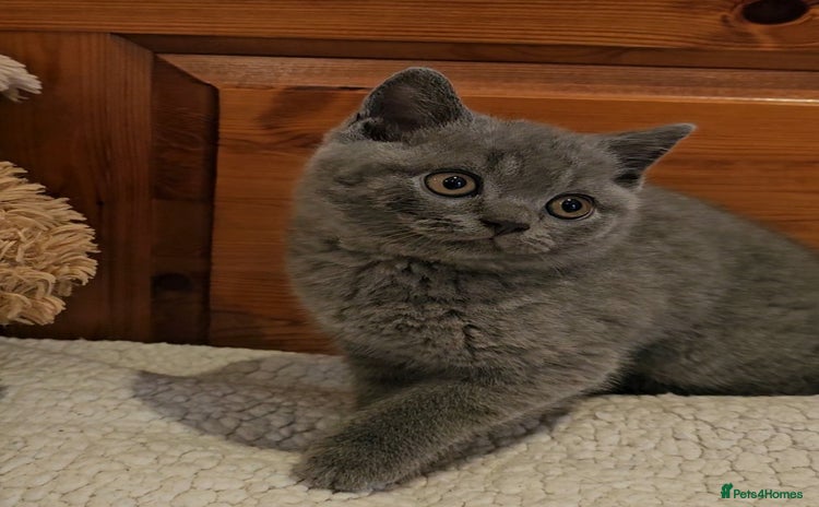 British Shorthair cats - Advert 14
