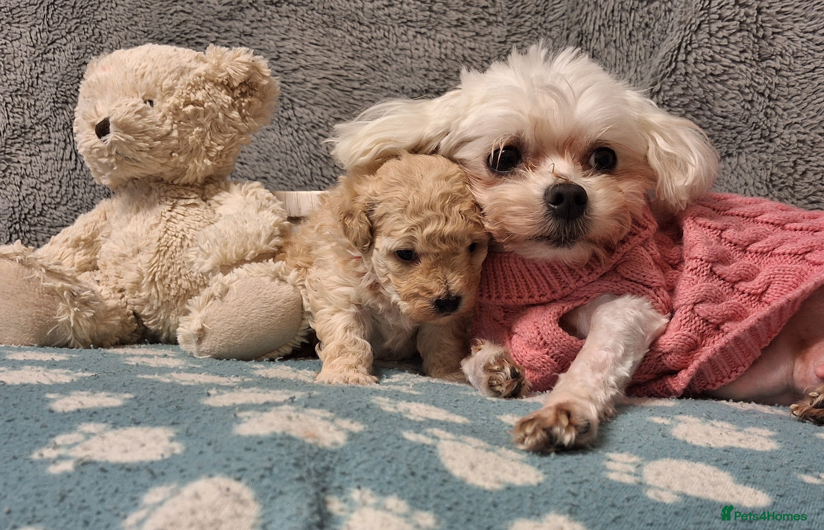 Maltipoo dogs Gorgeous DNA tested Maltipoo - Advert 14