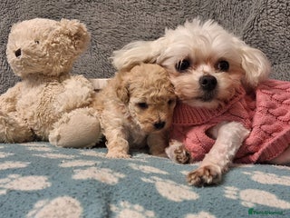 Maltipoo dogs Gorgeous DNA tested Maltipoo - Advert 18