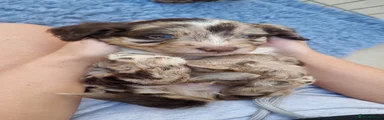 Sproodle 6