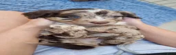 Sproodle dogs for sale: Three Beautiful Girls Remaining F1 Merle Sproodles - Advert 16