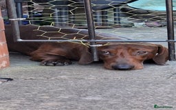 Dachshund dogs for stud: Red brindle daschund for stud - Image 3