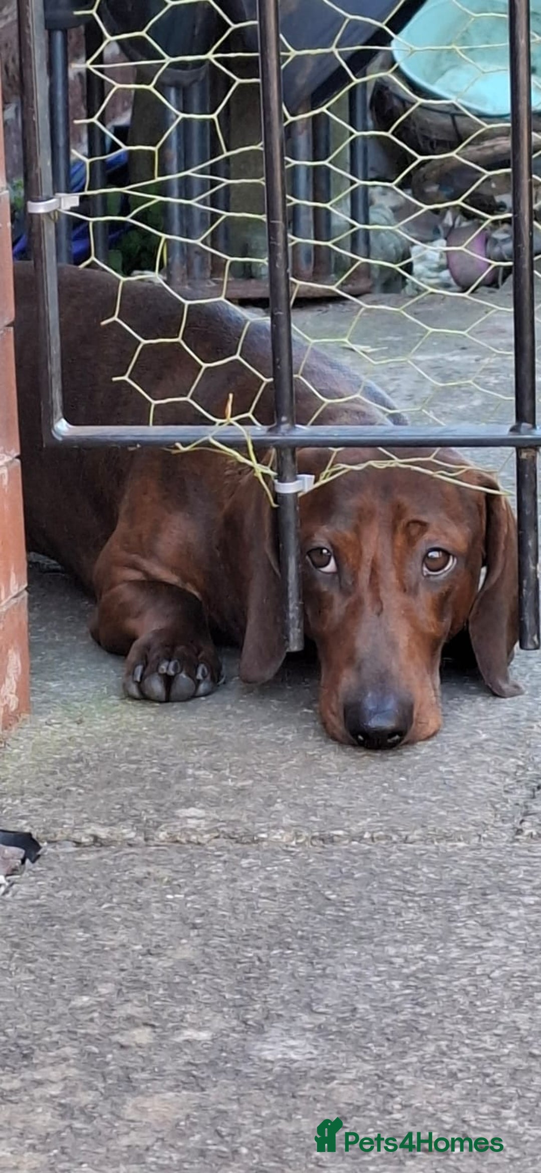 Dachshund dogs for stud: Red brindle daschund for stud - Image 3