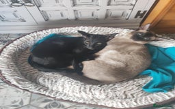 Oriental cats for sale: Oriental kittens - Image 2