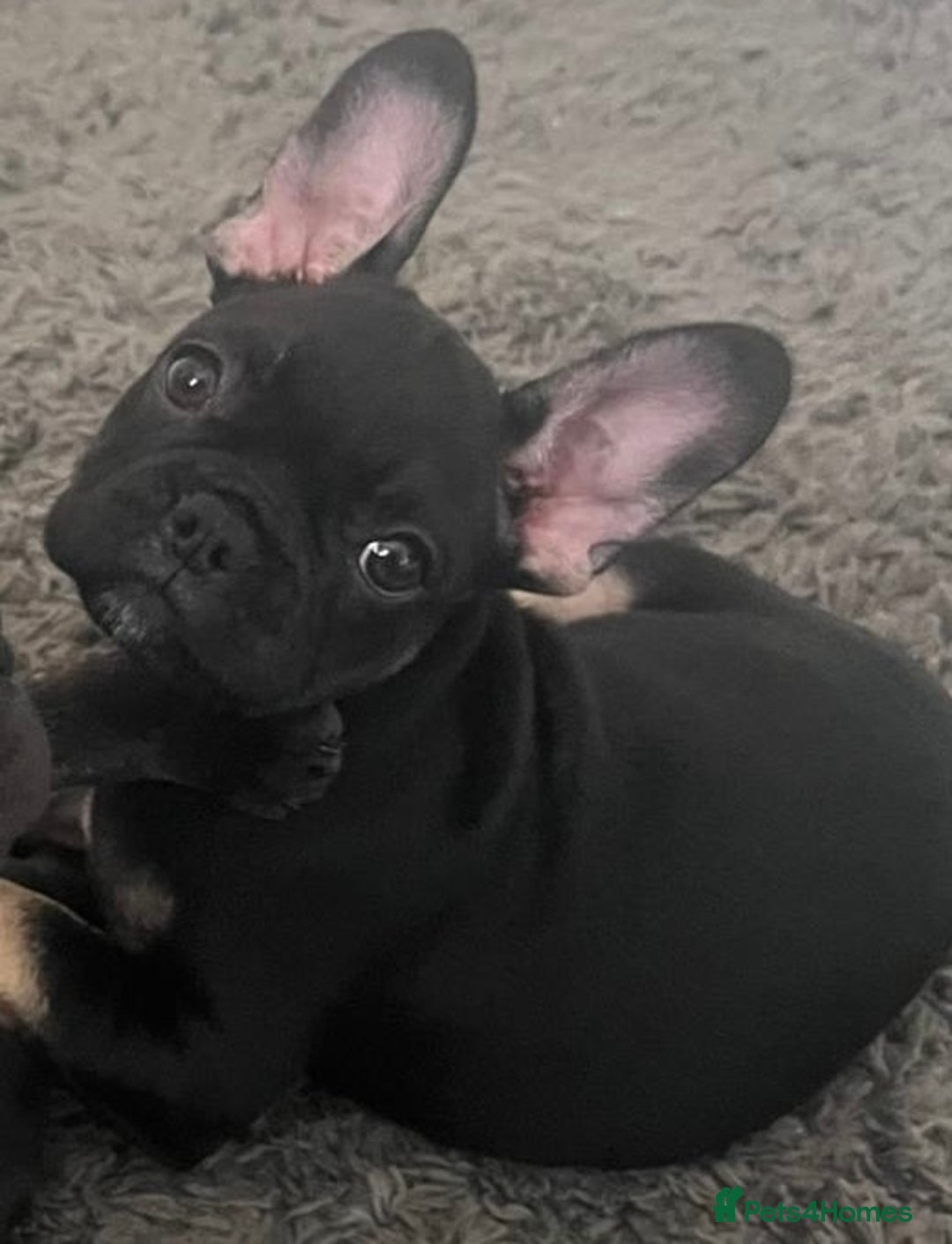 French Bulldog dogs for sale: Beautiful tiny girl Frenchie  - Image 2