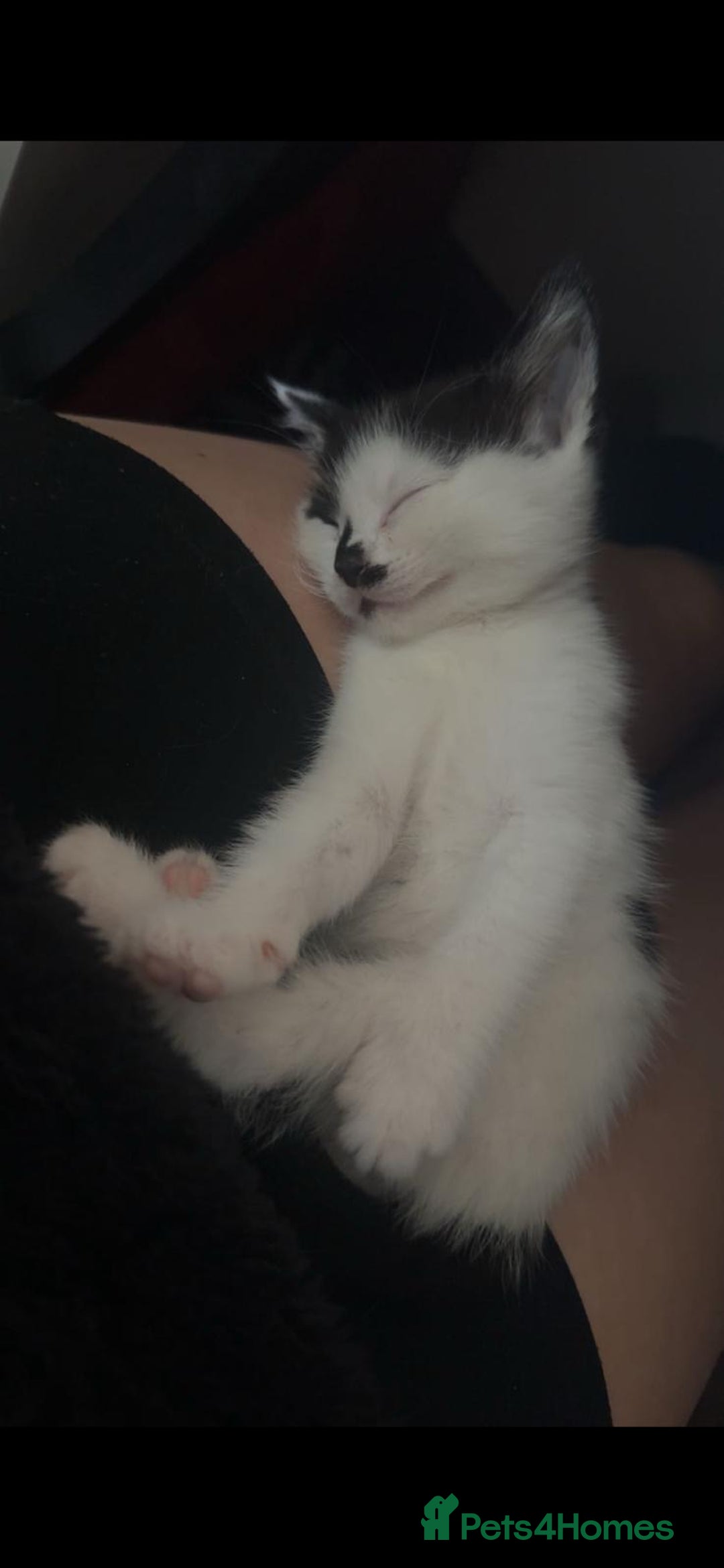 British Shorthair cats for sale: 4 British Shorthair kittens, 3 Tuxedo and 1 black - Image 9