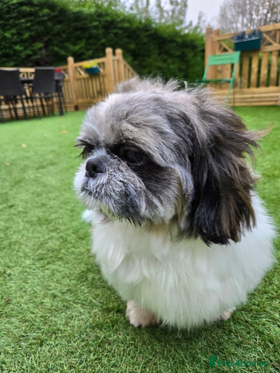 Shih Tzu dogs for stud: Stud Available – KC Registered Shih Tzu - Image 5