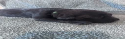 Goldador dogs for sale: 8 gorgeous black goldadors  - Advert 28