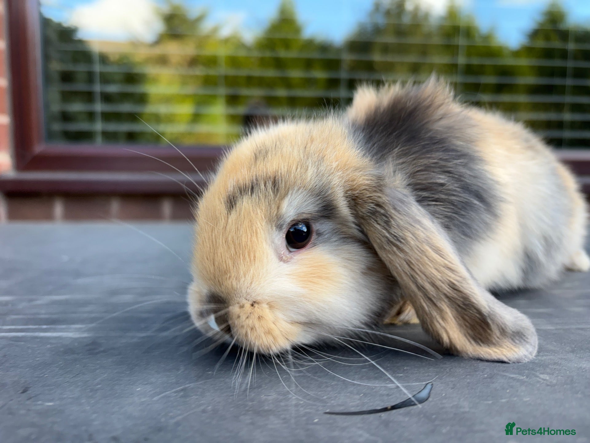 Mini Lop rabbits for sale: Adorable little mini lops - Advert 1
