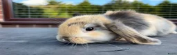 Mini Lop rabbits for sale: Adorable little mini lops - Advert 1