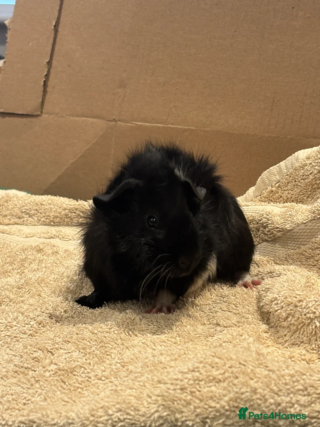 Guinea Pig rodents for sale: Male Baby Guinea Pig Brothers For Sale - Advert 7