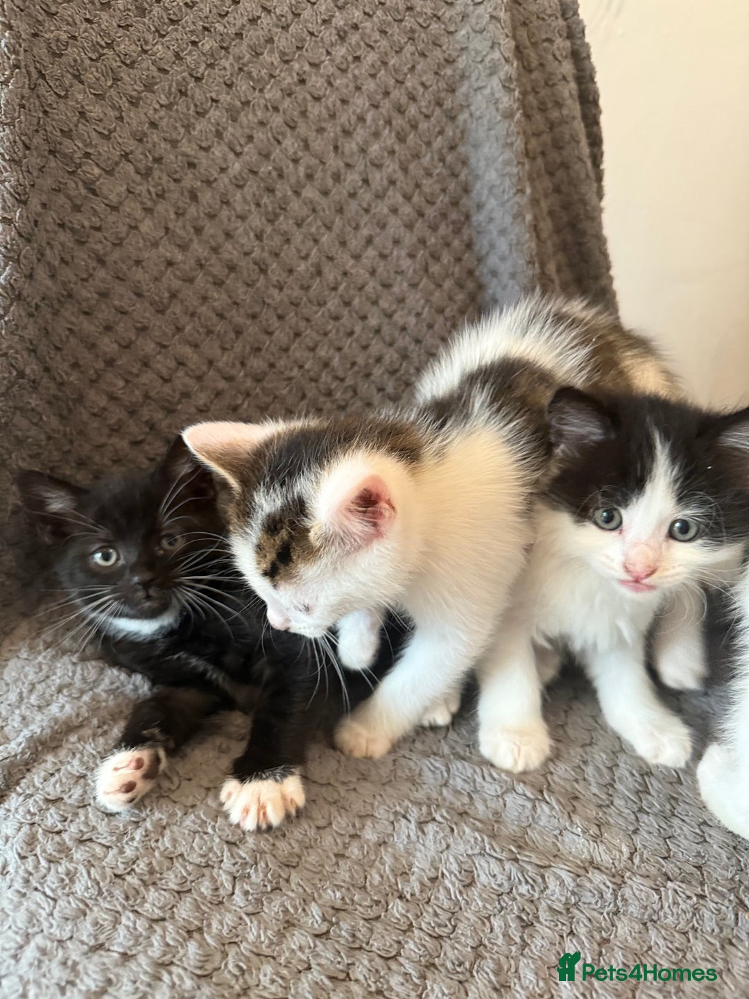 Mixed Breed cats for sale: very friendly kittens looking for a new home - Image 9