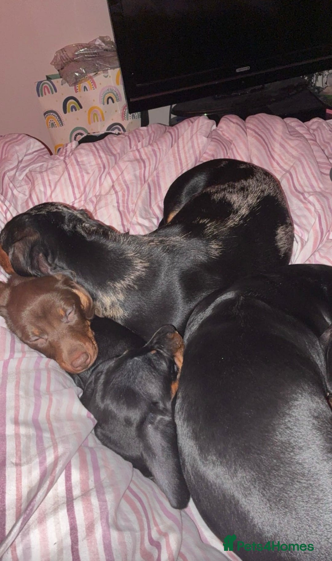 Dachshund dogs for sale: Dachshund puppy - Advert 2