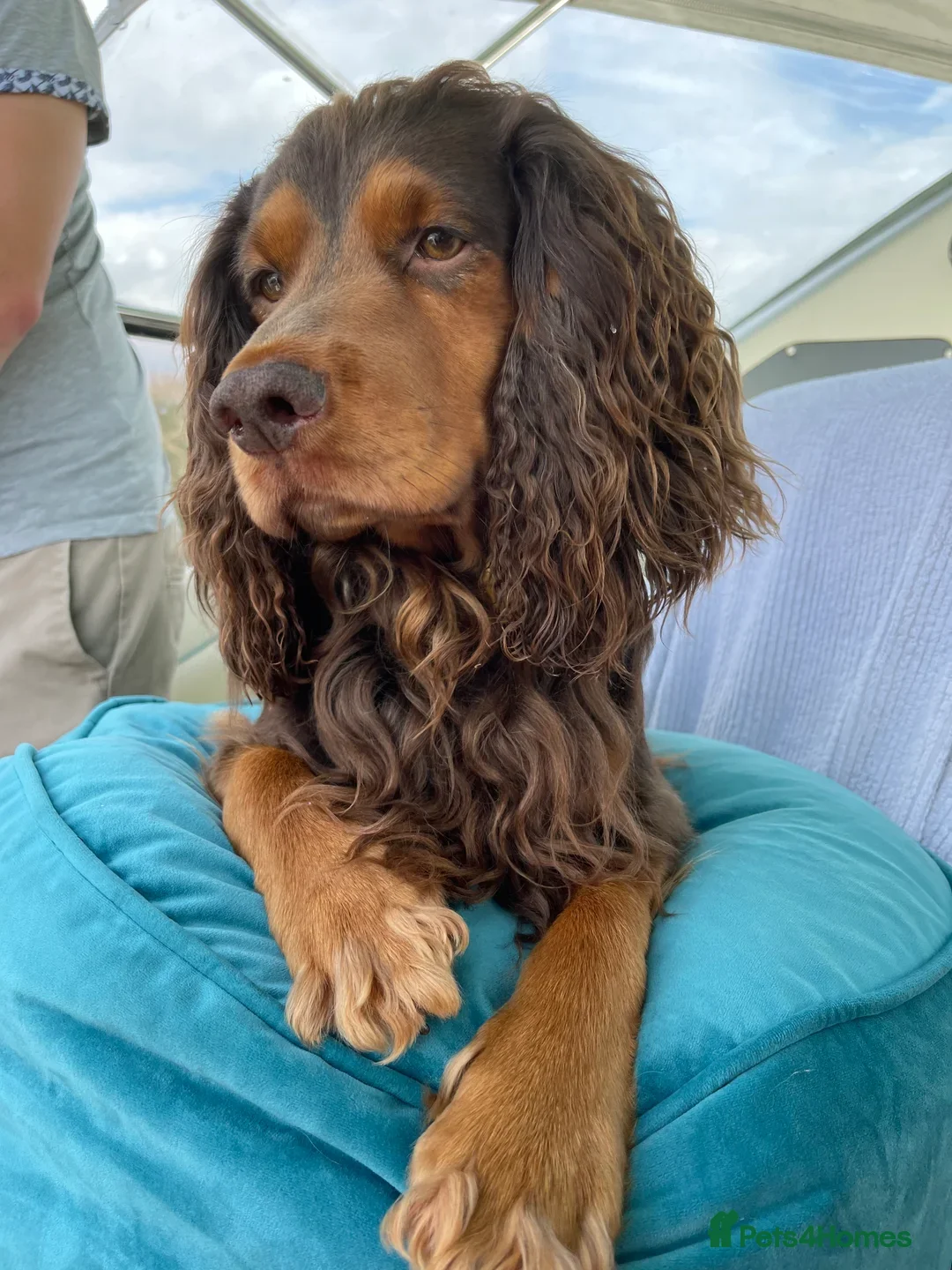 Cocker Spaniel dogs for sale: Kc Reg - Working Cocker Spaniel Puppies DNA Tested - Advert 15