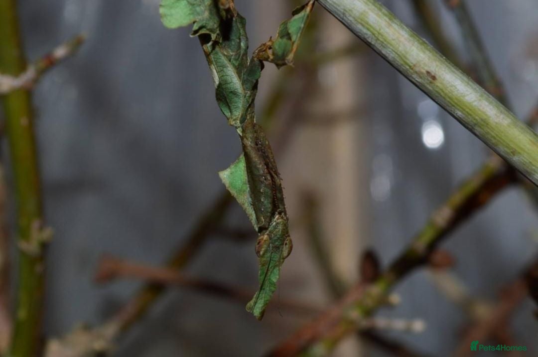 Praying Mantis invertebrates Group of 10 Ghost mantis - Advert 9