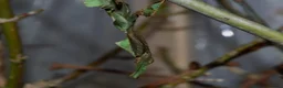 Praying Mantis invertebrates for sale: Group of 10 Ghost mantis - Advert 1