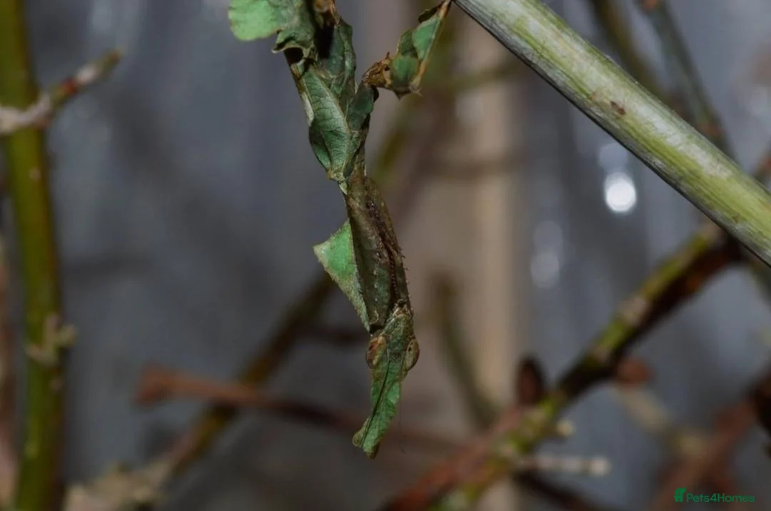 Praying Mantis invertebrates for sale: Group of 10 Ghost mantis - Advert 1