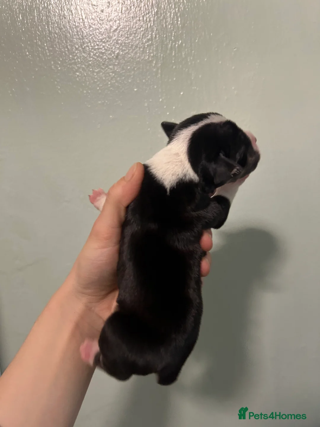 Staffordshire Bull Terrier dogs for sale: Staffordshire bull terrier puppies  - Advert 9