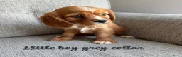 Cavalier King Charles Spaniel dogs for sale: Cavalier King Charles puppies  - Advert 2
