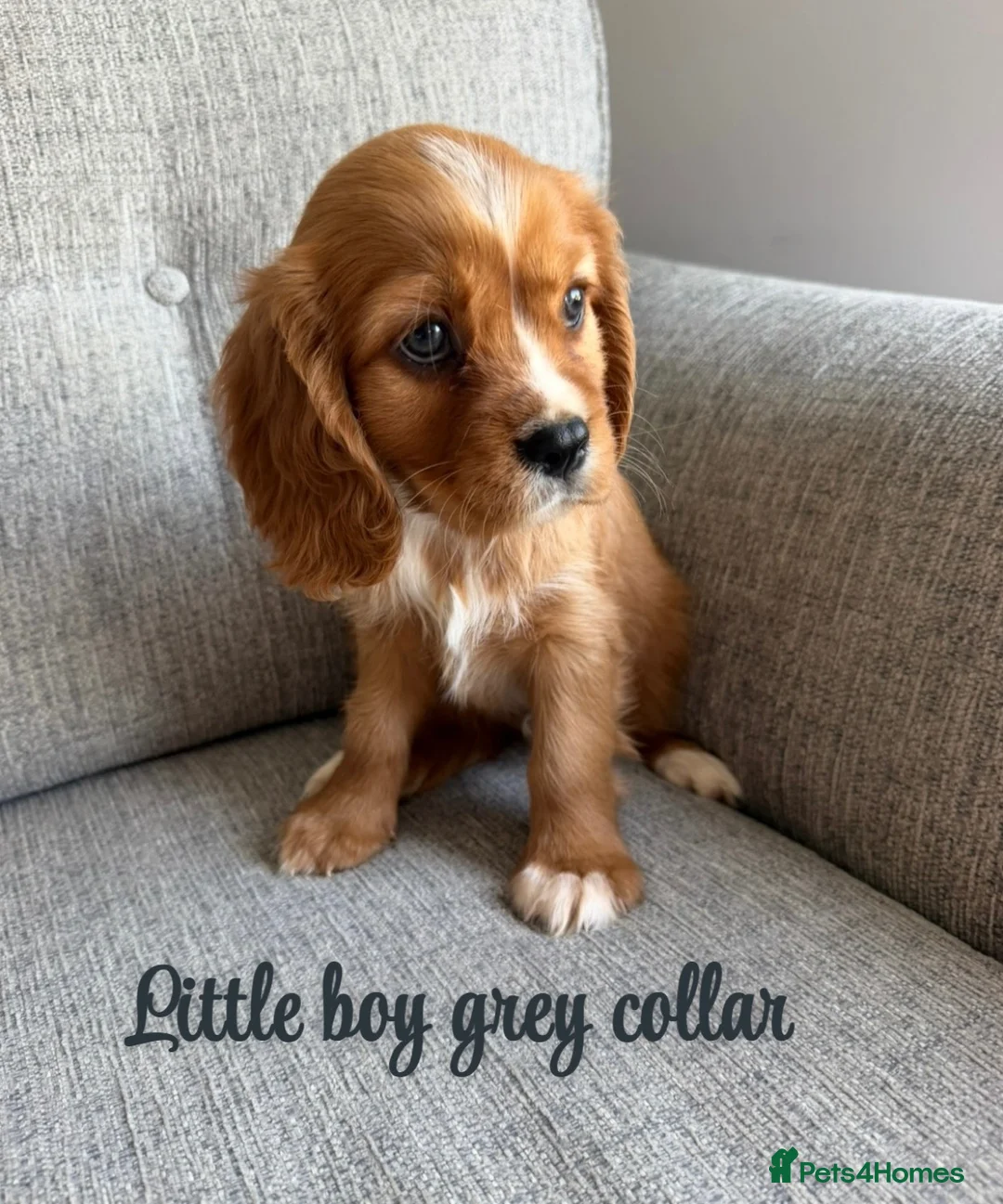 Cavalier King Charles Spaniel dogs for sale: Cavalier King Charles puppies  - Advert 2
