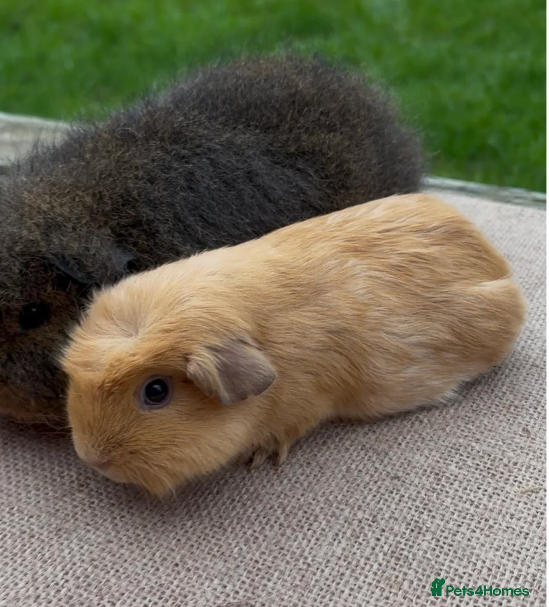 Guinea Pig rodents for sale: Beautiful Swiss & crested young guinea pigs - Advert 7