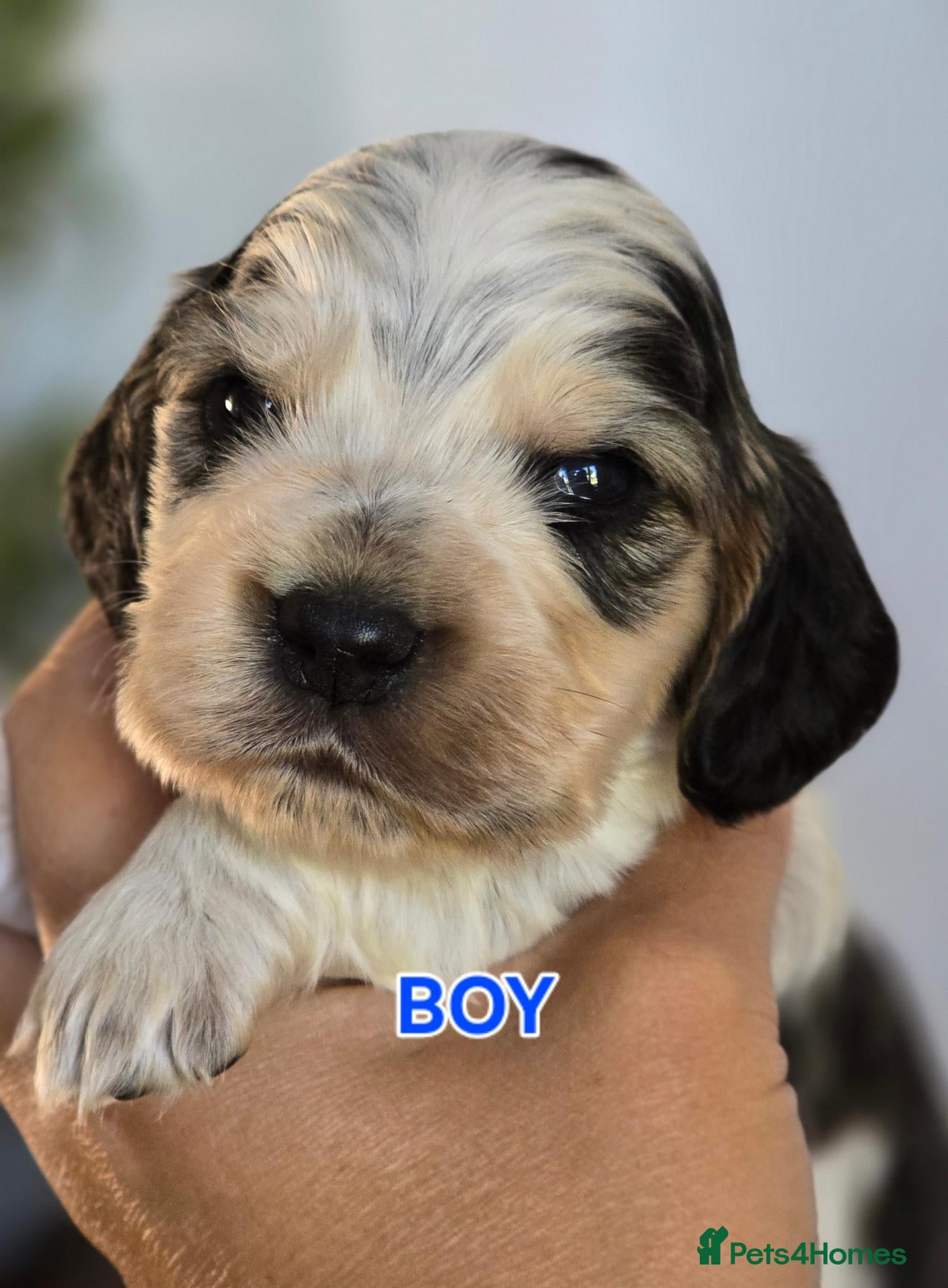 Cocker Spaniel dogs KC Reg Show Cocker Spaniel Puppies - Advert 1