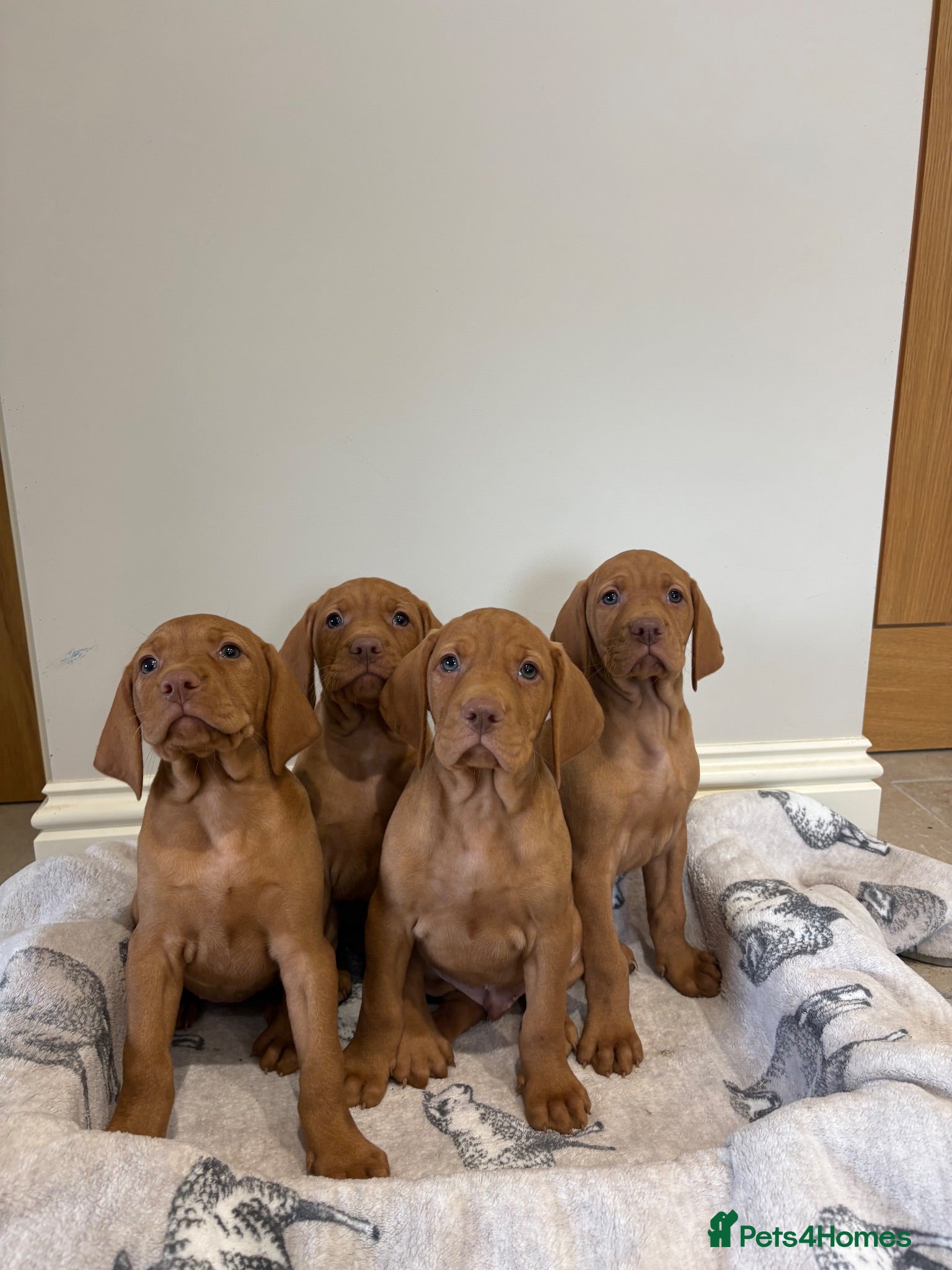 Hungarian Vizsla dogs Stunning KC Hungarian Viszlas - Advert 1