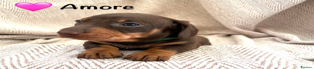 Miniature Dachshund Puppy 6 - Amor