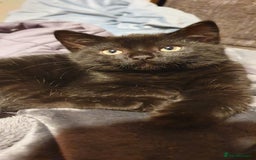 Mixed Breed cats for sale: 5 Kittens for sale 2 tuxedo and 3 black - Advert 2