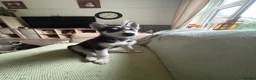 Siberian Husky dogs for sale: Adorable Siberian huskies (Artic Dreams) - Advert 16