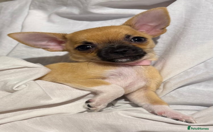 Chihuahua dogs - Advert 2