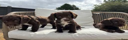 Cocker Spaniel dogs for sale: Working Cocker Spaniels for sale - Advert 9