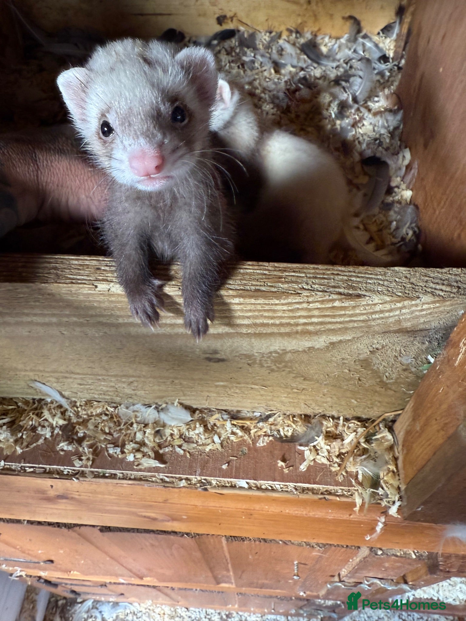 Ferret rodents Half micro ferret kits  - Advert 1