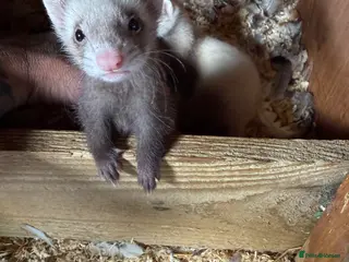 Ferret rodents Half micro ferret kits - Advert 1