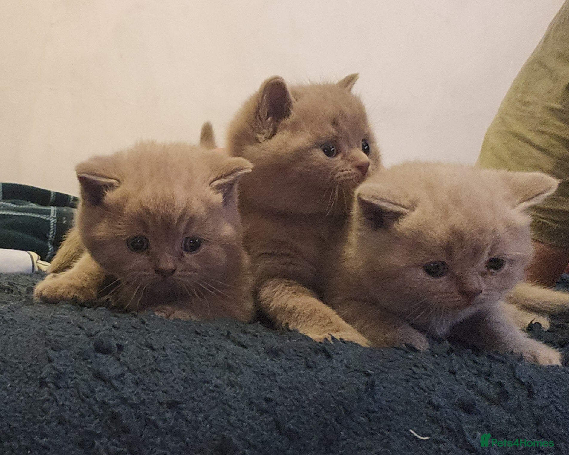 British Shorthair cats for sale: Brithish shorthair kittens  - Advert 1