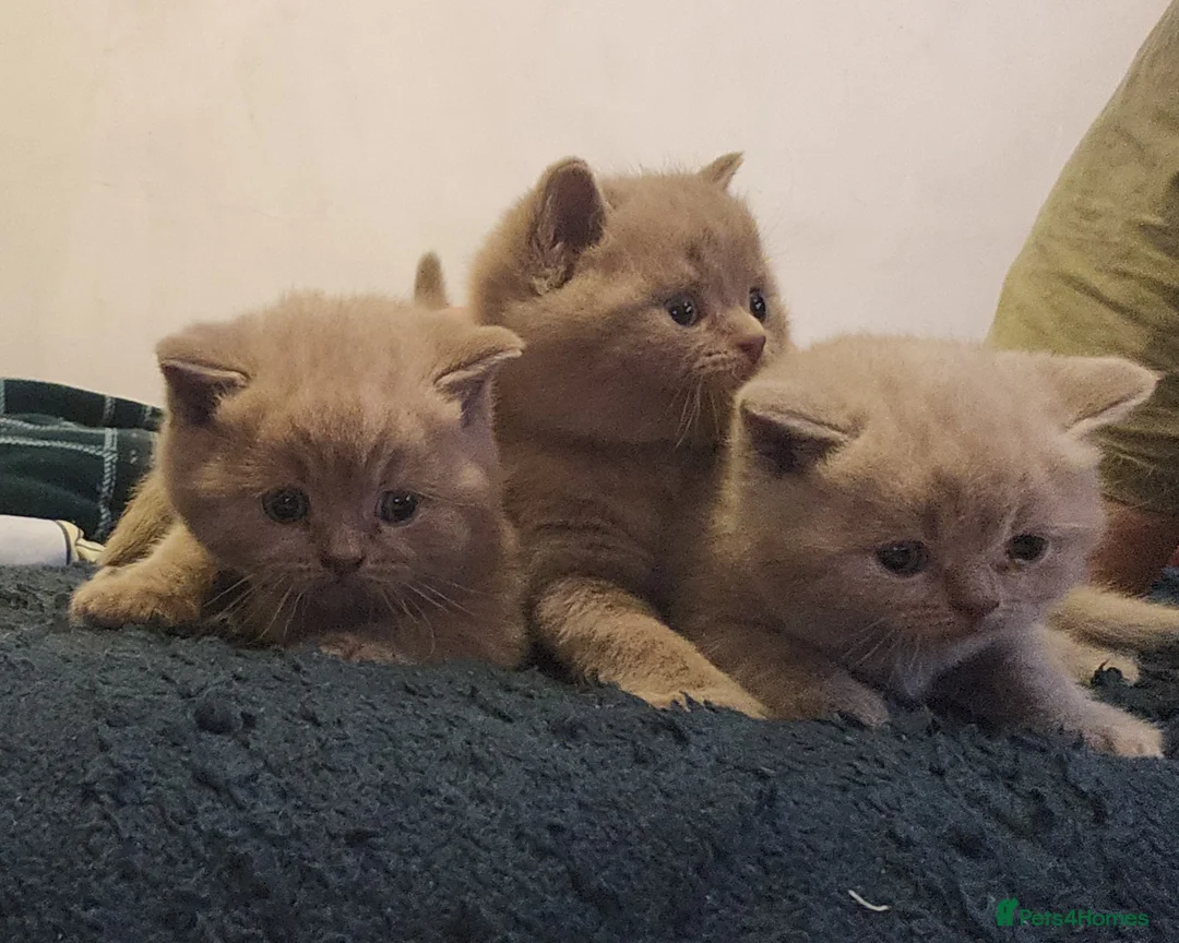 British Shorthair cats for sale: Hurry only  girl left Brithish shorthair kittens  - Advert 1